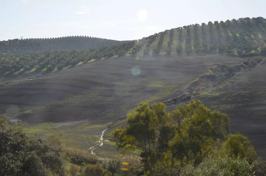 Finca de olivar ecológico en Algodonales | Cádiz | 86 ha
