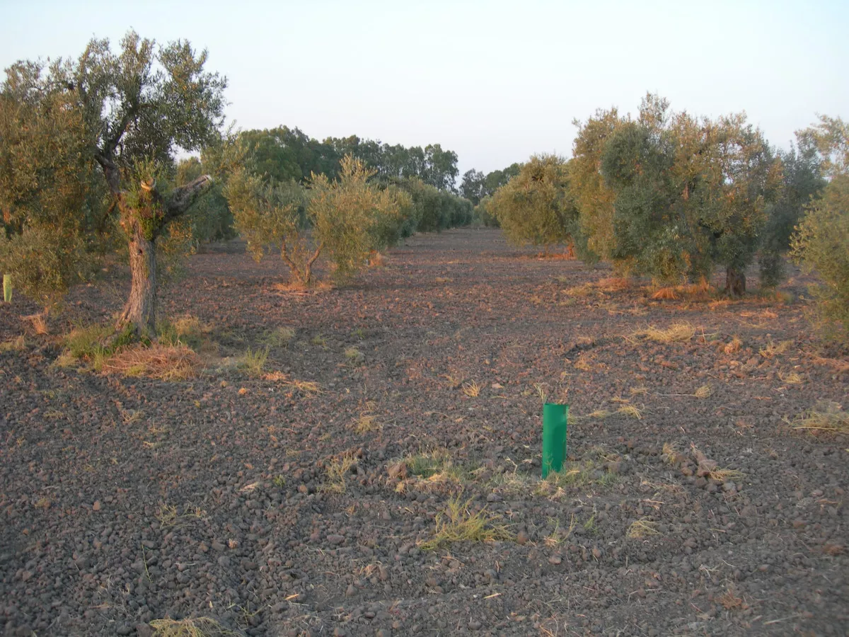 Venta finca rústica con olivos en El Arahal