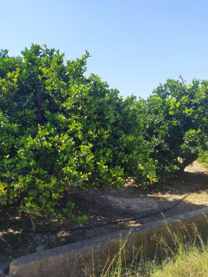 Venta parcelas naranjos en Ribera del Júcar