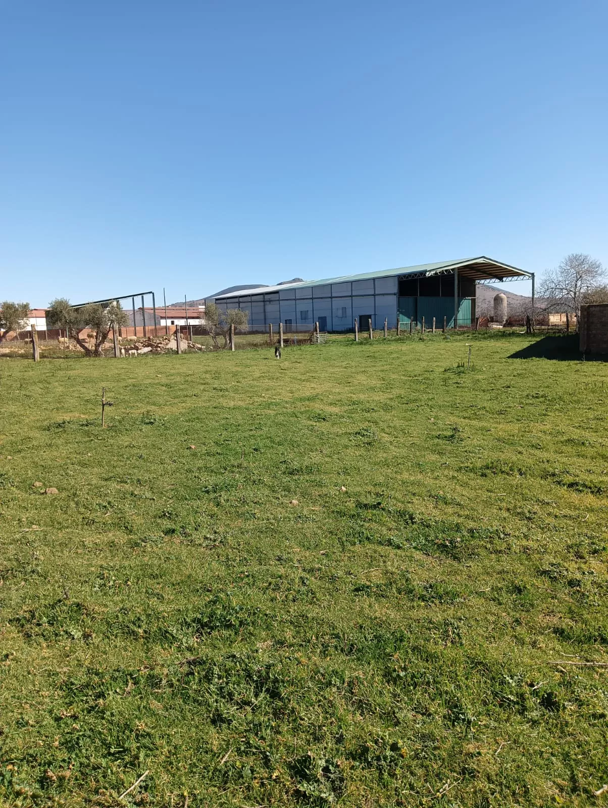 5.000 olivos en Pantano de Finisterre con nave | Portal Fincalista