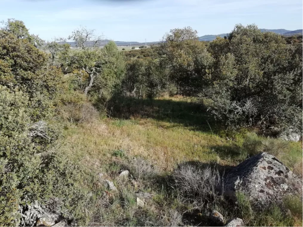 Finca Rústica en Camino San Gregorio | Ruanes | Cáceres | 9.421 m²