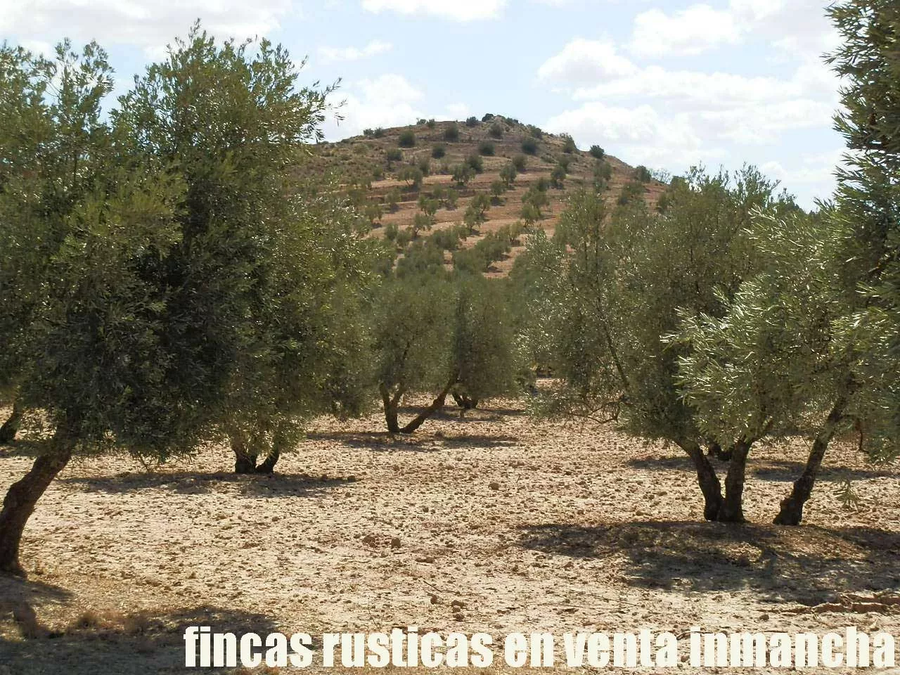Finca en venta labor-olivar-pastos Jaén | 250 ha.| Inmancha
