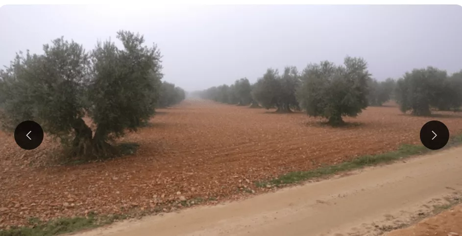 Olivar Madridejos Villafranca | Portal Fincalista