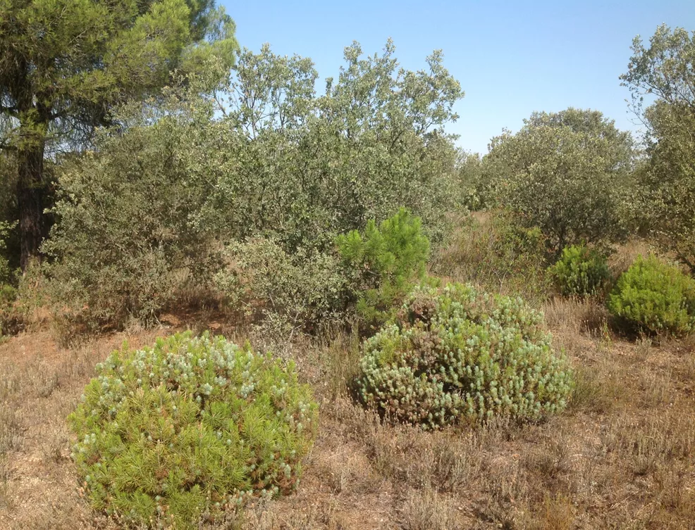 Finca Rústica en Aldenueva de Figueroa | Salamanca | 58 ha