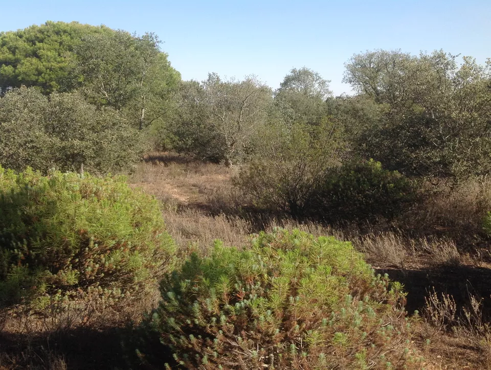 Finca Rústica en Aldenueva de Figueroa | Salamanca | 58 ha