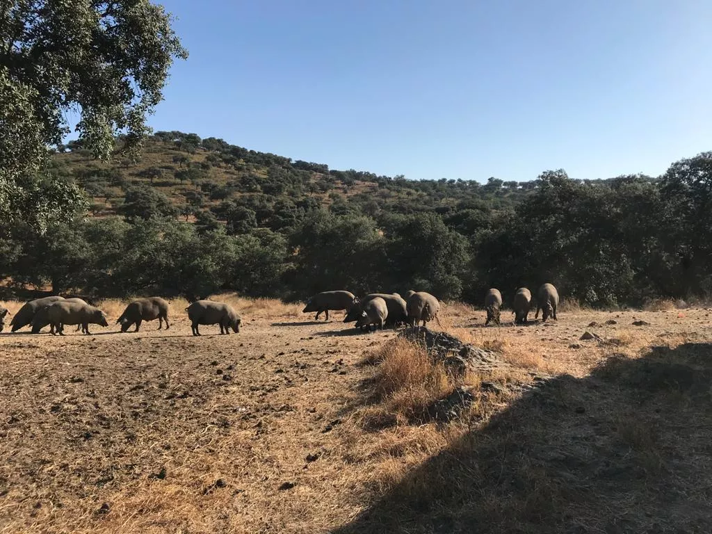Se vende maravillosa finca de 18 hectáreas. PARQUE NATURAL SIERRA DE ARACENA Y PICOS DE AROCHE