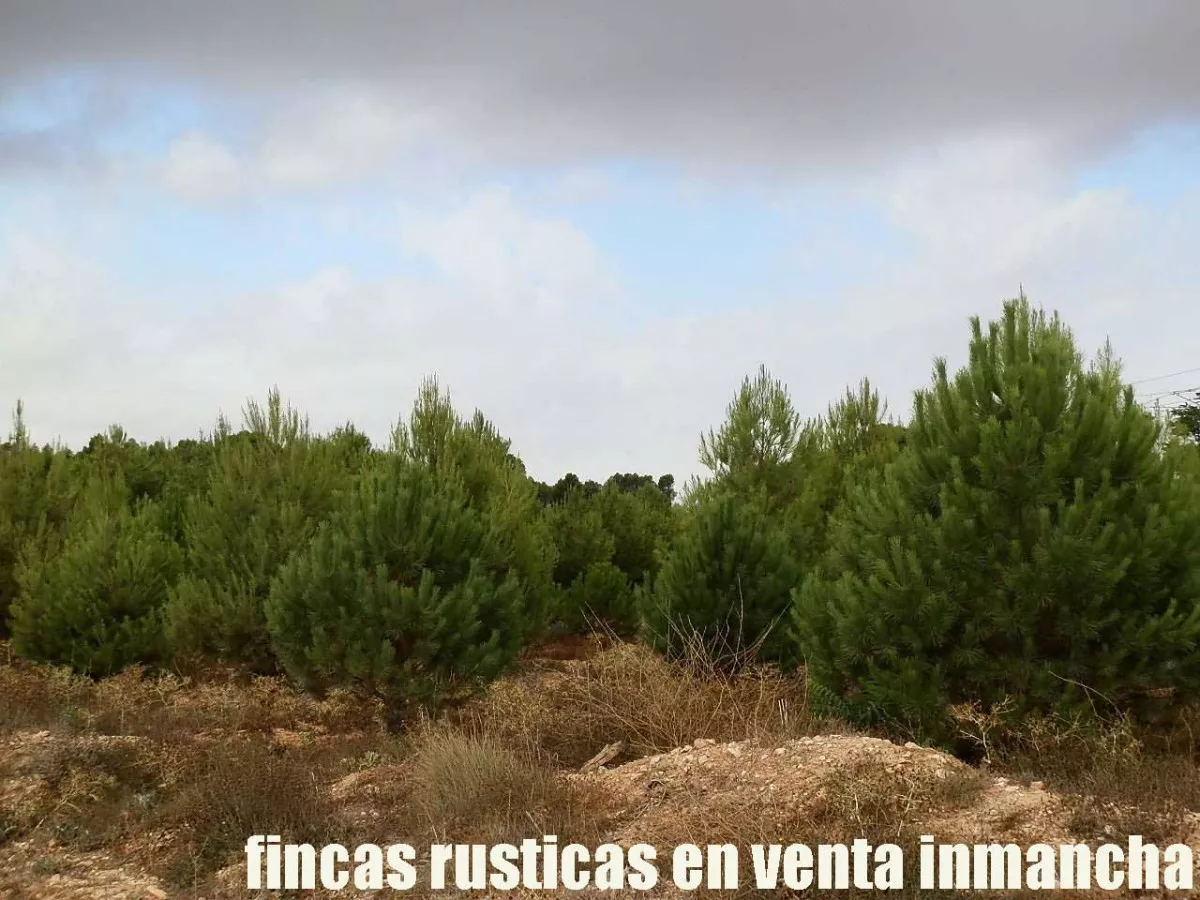 finca venta 115 has. caza menor en Albacete