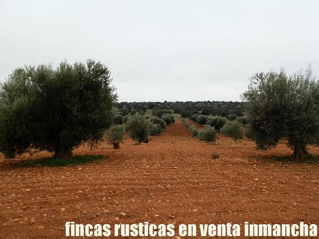 fincas inmancha 554 has. labor riego olivar
