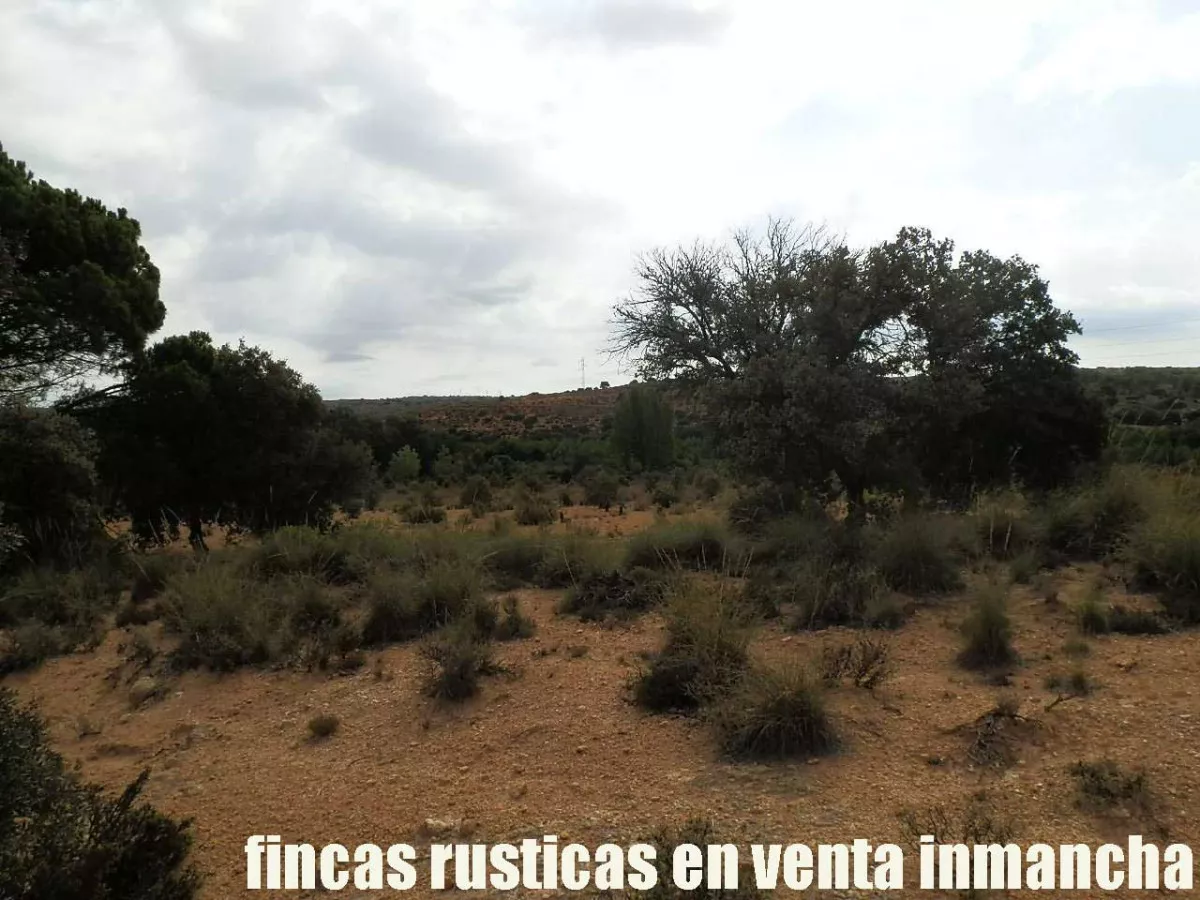 finca venta 115 has. caza menor en Albacete