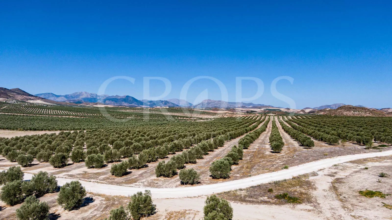 En venta olivar en la provincia de Jaén
