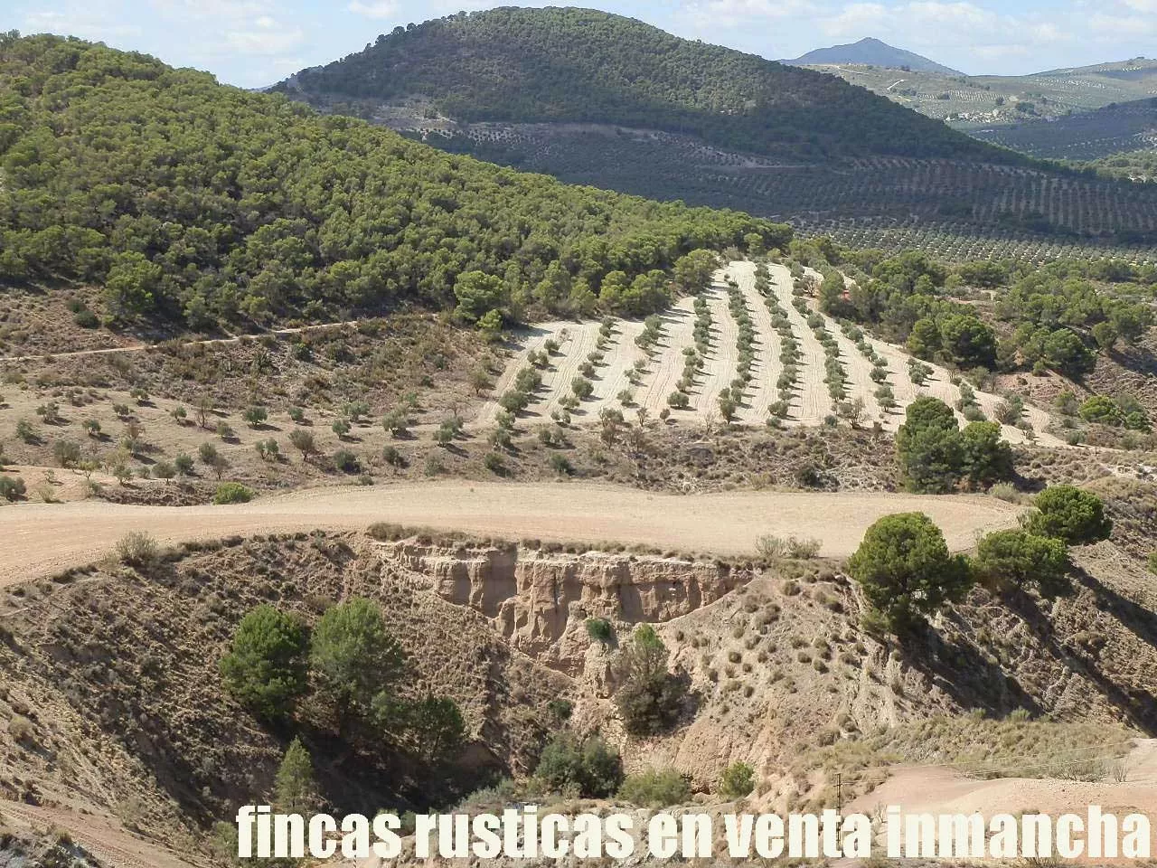 Finca en venta labor-olivar-pastos Jaén | 250 ha.| Inmancha