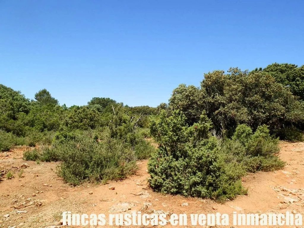 finca venta 370 ha labor caza menor en Cuenca