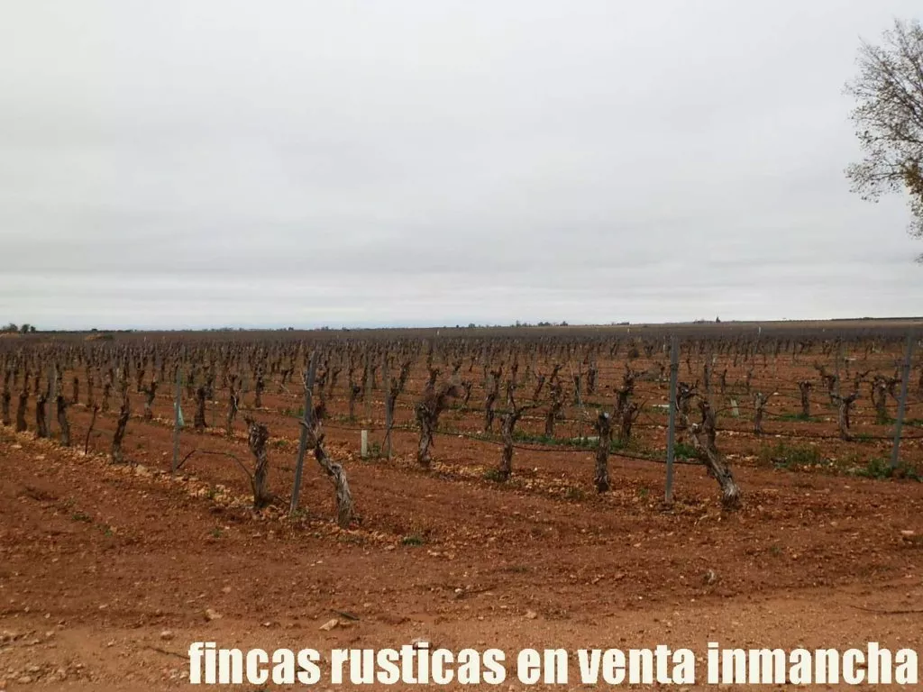 fincas inmancha 554 has. labor riego olivar