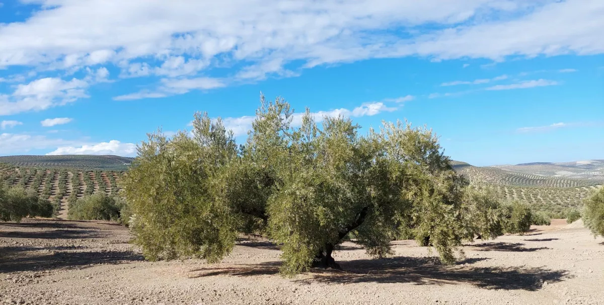 Venta Finca de Olivos en Martos (Jaén)