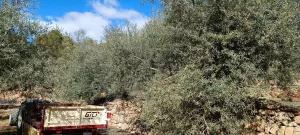 Vendo finca olivos y almendros