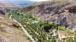 Finca de olivos de regadío en la provincia de