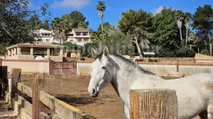 Ibiza: Hacienda con con criadero de PRE