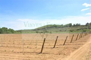 Finca de viñedo en el Penedès