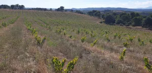 Se vende finca rústica con viñedos y olivares