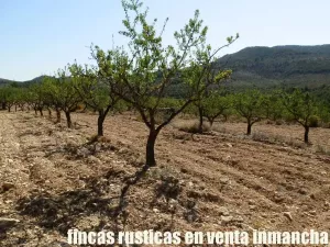 finca en venta 60 has. recreo Alicante