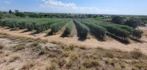 FINCA DE OLIVOS EN VENTA