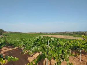 Finca rústica de viña