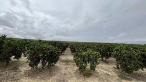 Finca de naranjos, olivar y Caserío.