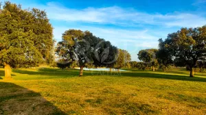 Dehesa ganadera con vivienda