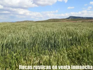 finca en venta 1.366 Has. labor viña monte