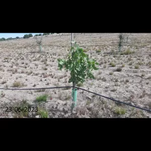 VENDO FINCA DE PISTACHOS 5 HECTAREAS