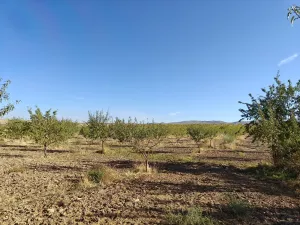 FINCA ALMENDROS Y PISTACHOS REGADÍO