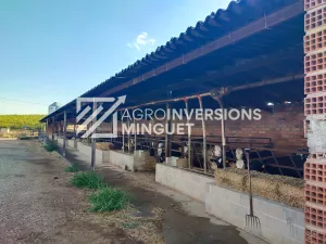 Vendo Granja de Terneros en Lleida