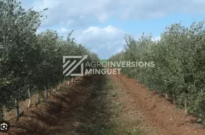 Vendo Finca 112 Ha de Regadío en Belchite