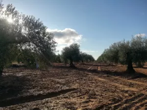 OLIVAR EN LAS FALDAS DE SIERRA DE MONTÁNCHEZ