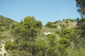 FINCA RUSTICA, SECANO Y CASAS CUEVA