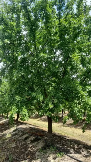 Venta 77 Ha Olivos y Almendros