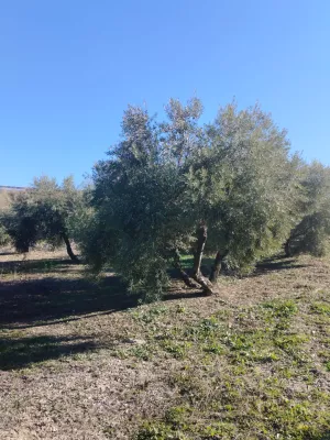 Magnífica finca de olivar en Gutar