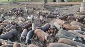 DEHESA FINCA GANADERA EN EXPLOTACIÓN