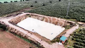 En venta, olivar en superintensivo con vivien