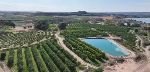 Finca Collado, Caspe - Almendro y Nogal