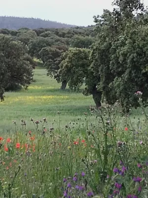 VENTA DEHESA AGROGANADERA. HIGUERA D L SERENA