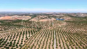 Olivar ecológico de regadío en Jaén