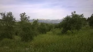 OLIVAR ECOLOGICO DE REGADIO EN JAEN