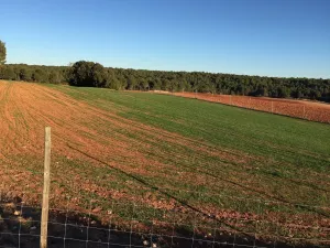 FINCA DE RECREO Y CAZA EN CUENCA - 1517