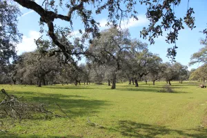 FINCA DE CAZA Y RECREO EN CORDOBA - 1487