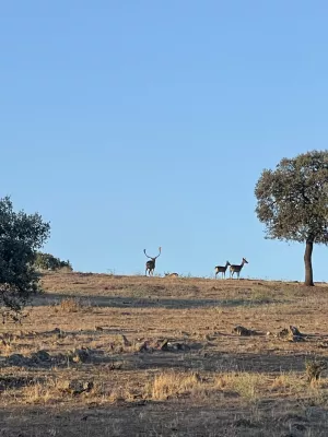 FINCA CINEGETICA EN JAEN - 1474