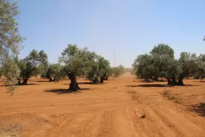 FINCA CON OLIVAR EN JAEN - 1438