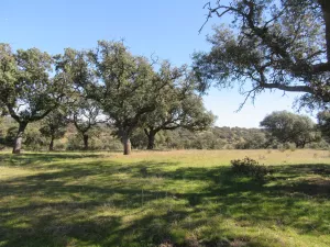 FINCA GANADERA EN TOLEDO