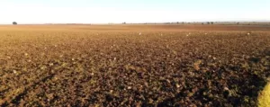 Finca 32 ha San Rafael de Olivenza, Badajoz