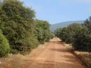 FINCA CINEGETICA EN TOLEDO - 1395